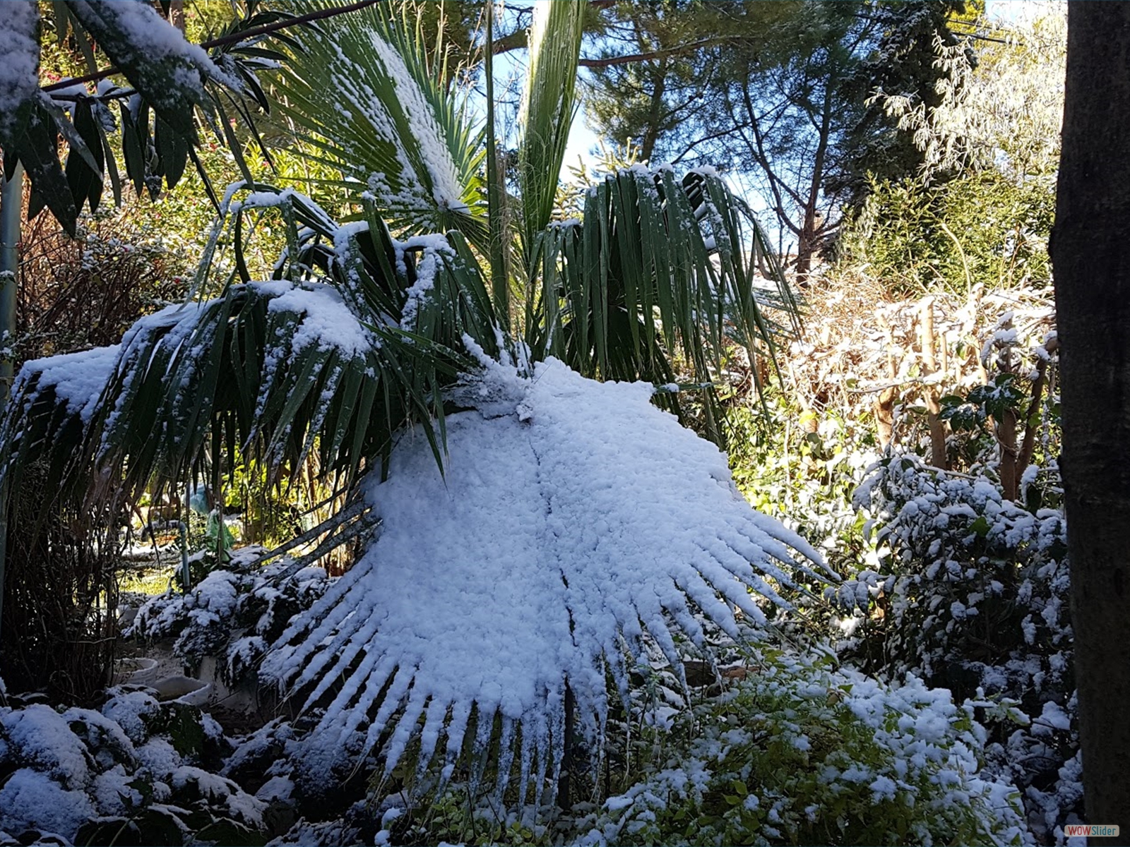 javascript slideshow