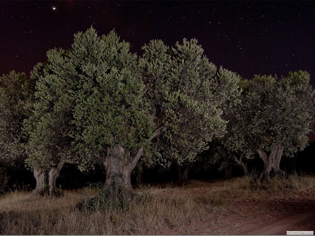 olivarnocturno