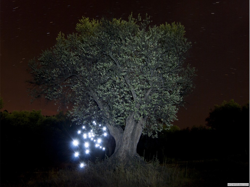 olivarnocturno2