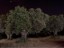 olivarnocturno